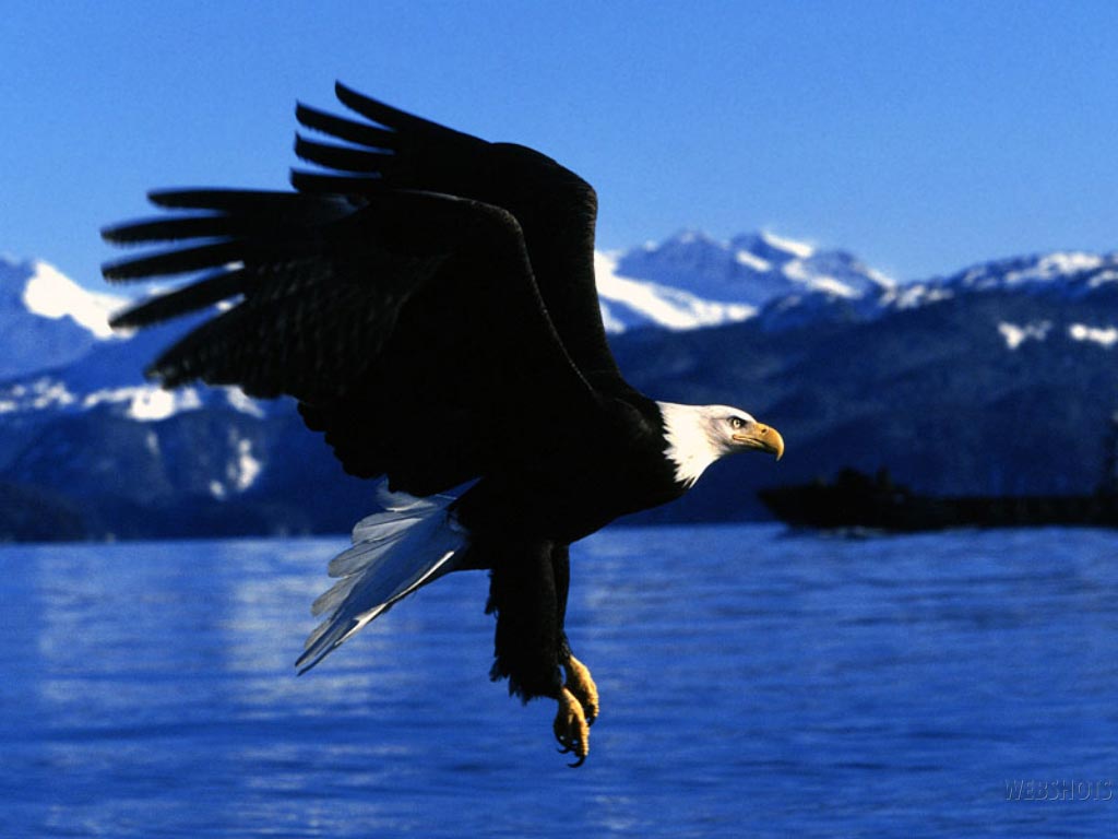 eagle1.jpg
