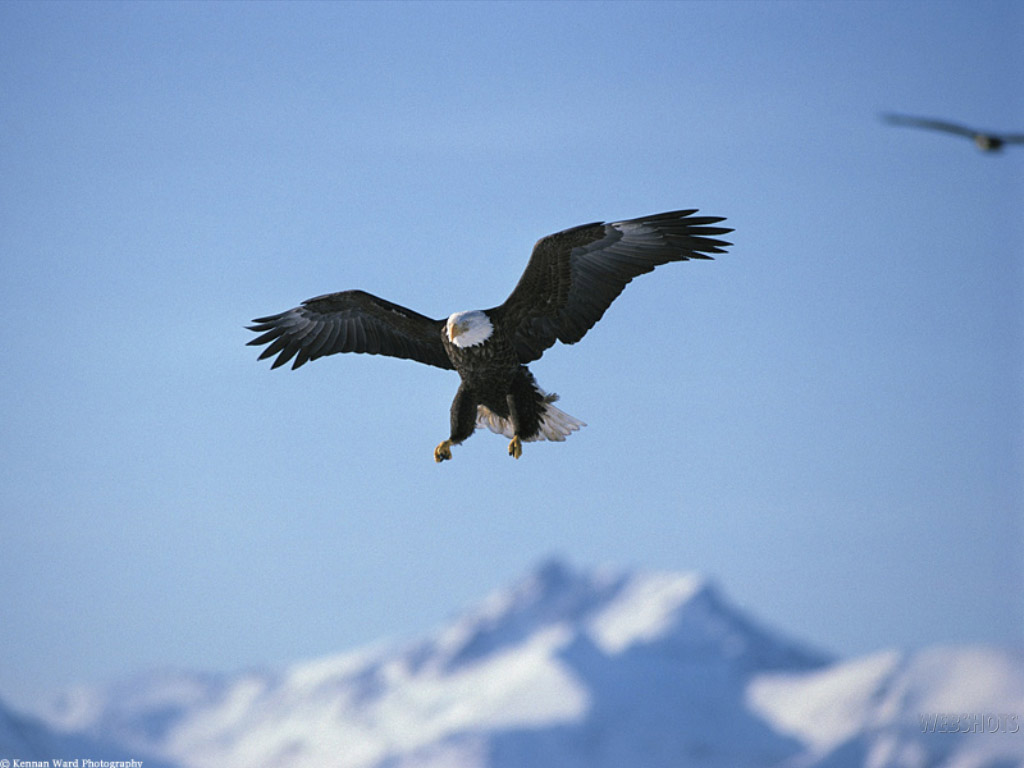 eagle2.jpg