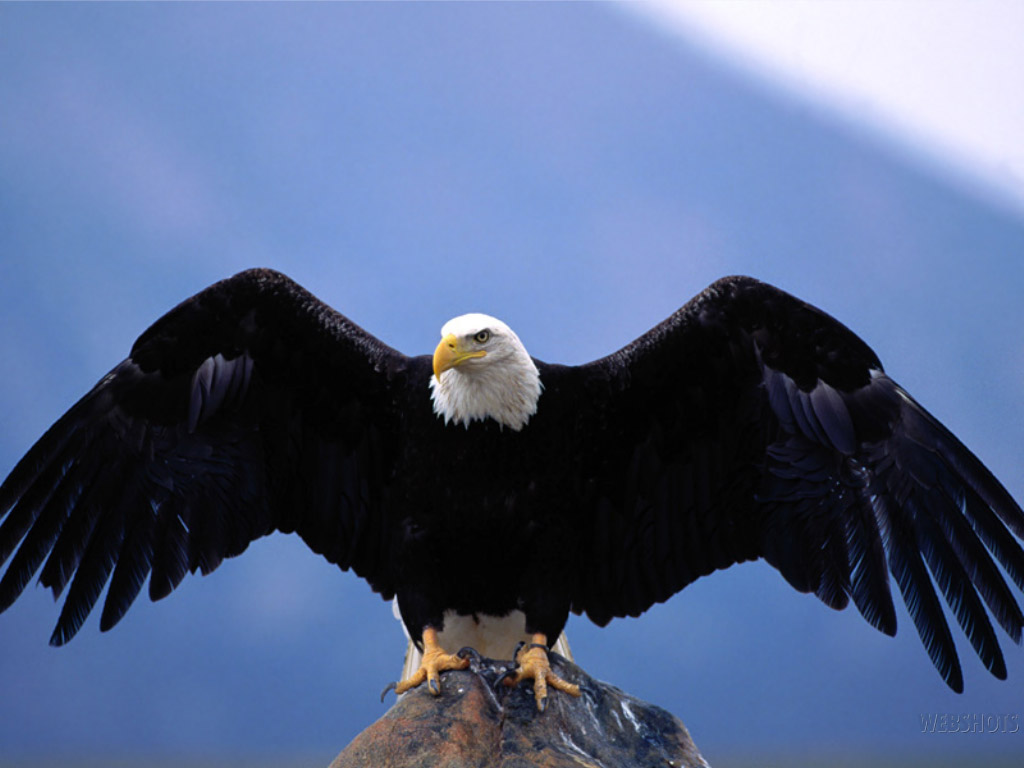 eagle3.jpg