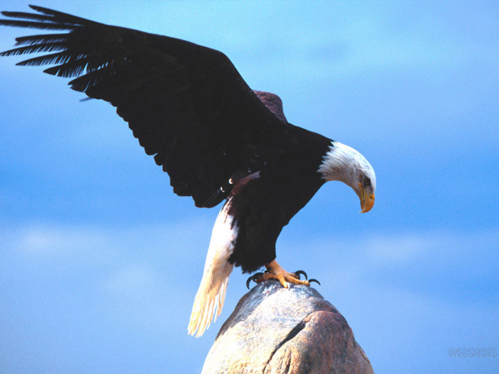 eagle4.jpg