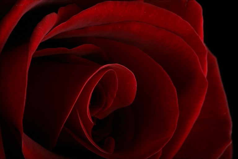 red_rose.jpg