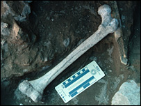 _44126616_bones_nature_203.jpg