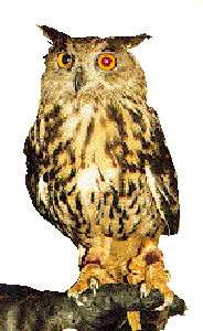 owlmove.gif