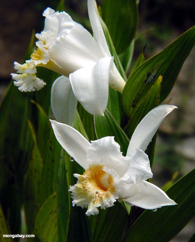 white_flowers.jpg