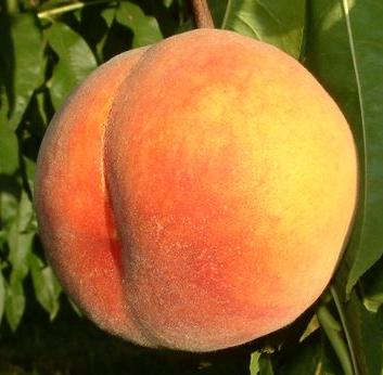 peach.jpg