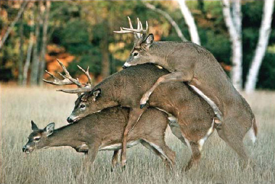 deer_3.jpg