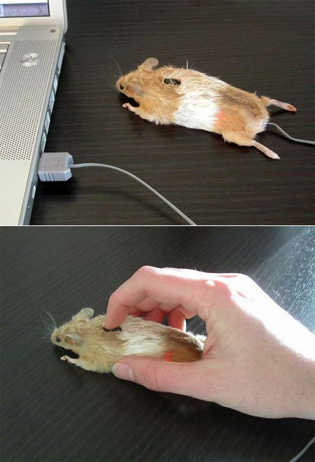 mouse_mouse.jpg