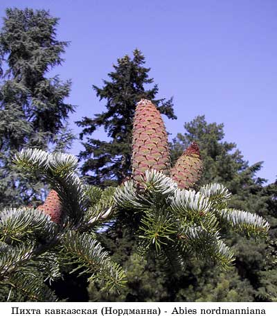 abies_nordmanniana3_3.jpg