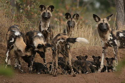 wild_dogs_and_pups02.jpg