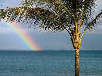 400_rainbow_palm.jpg