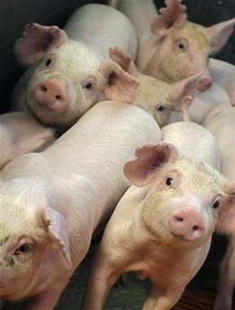 2008_11_06t144507_341x450_us_hungary_pigs.jpg