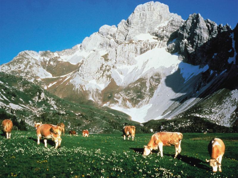 zweisimmen_meadow_berg_cows.jpg