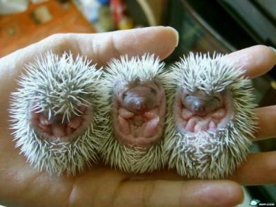 porcupine_baby.jpg