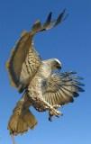 Buckeye_Hawk_right_side1_840.jpg