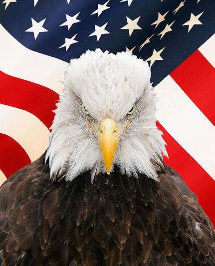 bald_eagle_flag_smalld.jpg