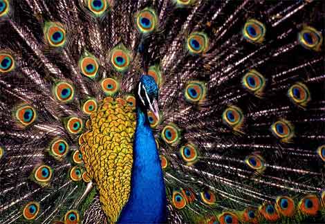 peacock.jpg.jpeg