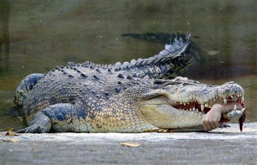 croc1.jpg