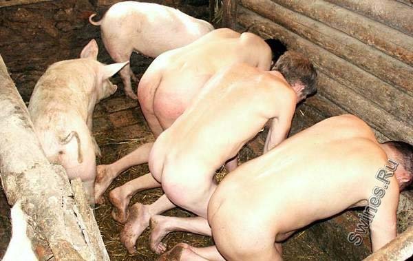swines.jpg