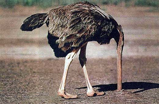 siraklema_sharki.jpg