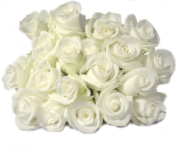 white_rose.jpg