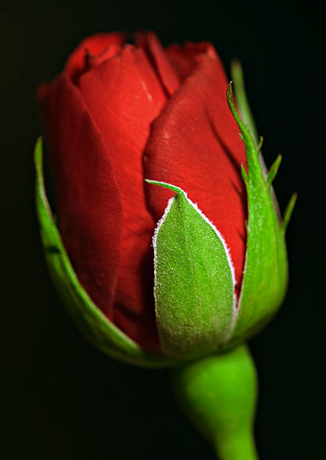 39531401_9W7F3NGv_6EET9042_web_red_rose.jpg