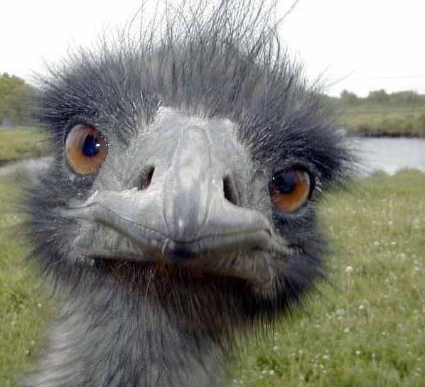 ostrichheadll1.jpg
