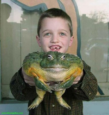 big_frog.jpg