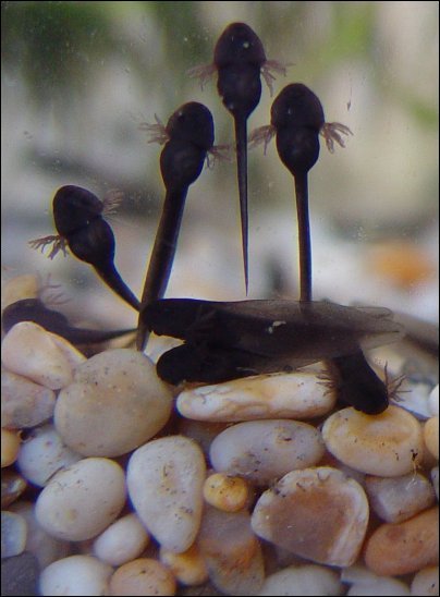 Tadpole8.jpg