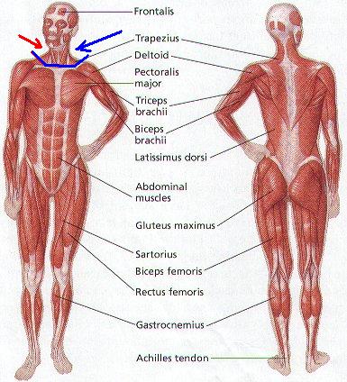 human_body_muscle_diagram.jpg
