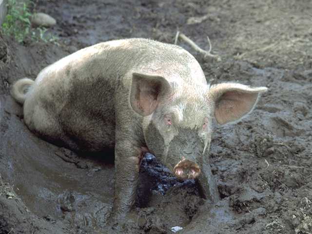 Pig_MudBath.jpg