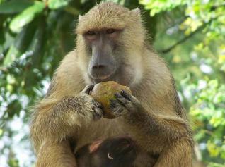 Papio_cynocephalus02_692865996.jpg