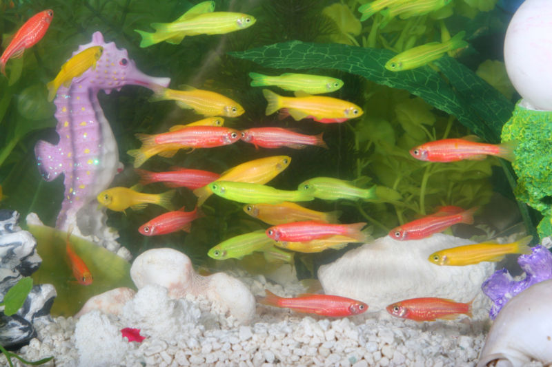 800px_GloFish.jpg