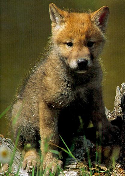 WolfPup.jpg