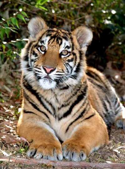tiger.jpg