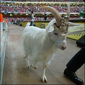 _40945561_wales_goat.jpg