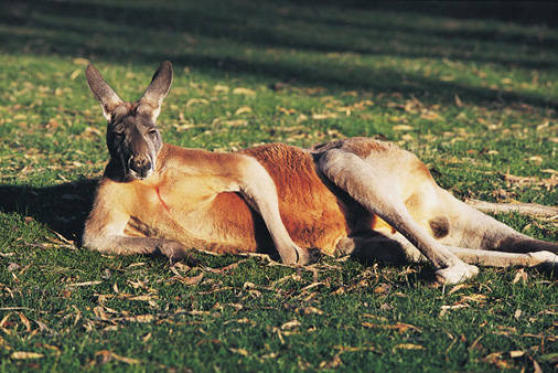 eat_kangaroo_meat.jpg