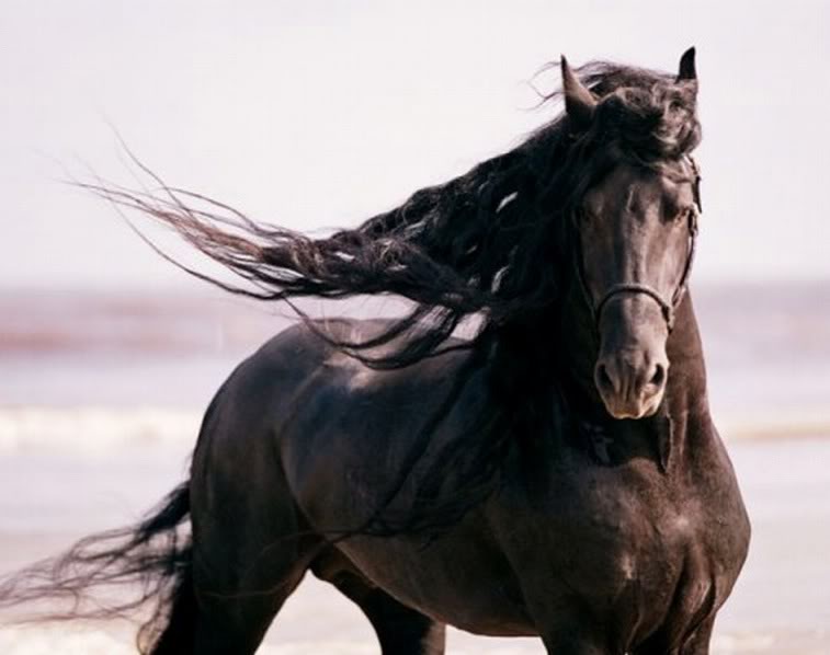 horses.jpg