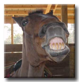 Our_happy_horses.jpg