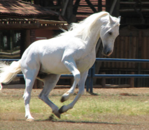 arabian_horse3.jpg