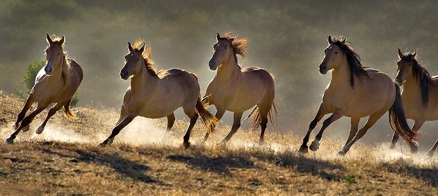 photos_of_wild_horses00011.jpg