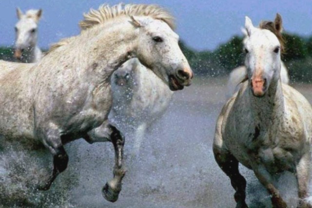 running_horses.jpg