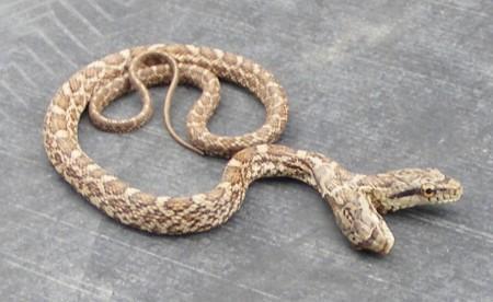 two_headed_snake.jpg