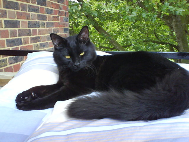 cat097.jpg