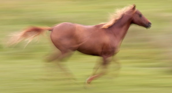 8HorseGallop.jpg