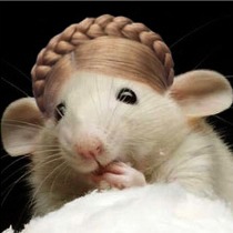 timoshenko.jpg
