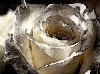 White_Rose.jpg