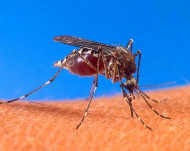 mosquito.jpg