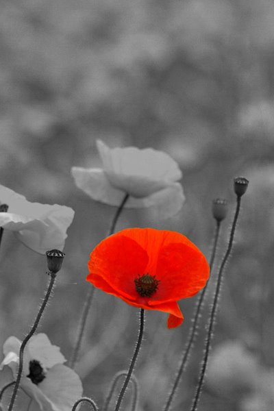 15_43_51___Poppy_web.jpg