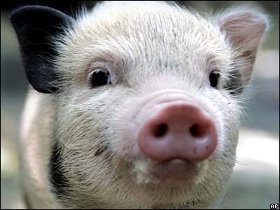 _41766162_pig.jpg