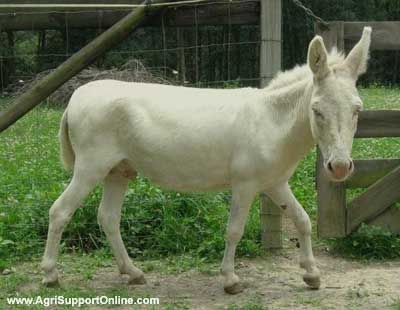 10_white_donkey.jpg